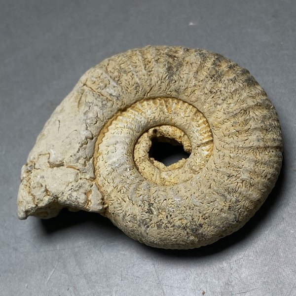 画像1: ペリスフィンクテスアンモナイト Ammonites（頭足類）　iw241021a03 (1)