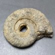 画像2: ペリスフィンクテスアンモナイト Ammonites（頭足類）　iw241021a03 (2)