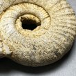 画像5: ペリスフィンクテスアンモナイト Ammonites（頭足類）　iw241021a03 (5)