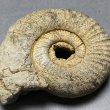 画像3: ペリスフィンクテスアンモナイト Ammonites（頭足類）　iw241021a03 (3)