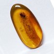 画像1: 虫入り琥珀アンバーInsects in Amberリトアニア産Balttic Sea iw241212a02 (1)