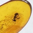 画像2: 虫入り琥珀アンバーInsects in Amberリトアニア産Balttic Sea iw241212a01 (2)