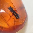 画像2: 虫入り琥珀アンバーInsects in Amberリトアニア産Balttic Sea iw241212a03 (2)