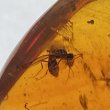 画像2: 虫入り琥珀アンバーInsects in Amberリトアニア産Balttic Sea iw241212a05 (2)