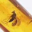 画像2: 虫入り琥珀アンバーInsects in Amberリトアニア産Balttic Sea iw241212a08 (2)