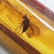 画像4: 虫入り琥珀アンバーInsects in Amberリトアニア産Balttic Sea iw241212a08 (4)