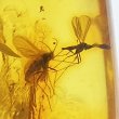 画像2: 虫入り琥珀アンバーInsects in Amberリトアニア産Balttic Sea iw241212a13 (2)