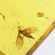 画像2: 虫入り琥珀アンバーInsects in Amberリトアニア産Balttic Sea iw241212a22 (2)