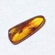 画像1: 虫入り琥珀アンバーInsects in Amberリトアニア産Balttic Sea iw241212a23 (1)