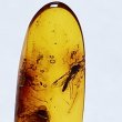 画像3: 虫入り琥珀アンバーInsects in Amberリトアニア産Balttic Sea iw241212a23 (3)