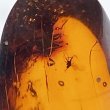 画像2: 虫入り琥珀アンバーInsects in Amberリトアニア産Balttic Sea iw241212a24 (2)