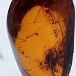 画像3: 虫入り琥珀アンバーInsects in Amberリトアニア産Balttic Sea iw241212a24 (3)