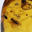 画像2: 虫入り琥珀アンバーInsects in Amberリトアニア産Balttic Sea iw241212a25 (2)