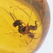 画像2: 虫入り琥珀アンバーInsects in Amberリトアニア産Balttic Sea iw241212a26 (2)