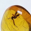 画像3: 虫入り琥珀アンバーInsects in Amberリトアニア産Balttic Sea iw241212a26 (3)