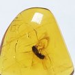 画像3: 虫入り琥珀アンバーInsects in Amberリトアニア産Balttic Sea iw241212a28 (3)